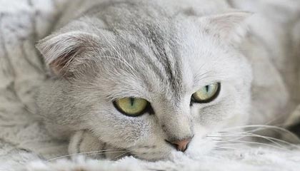 17173热门游戏榜：《原神》新版本上线 《鸣潮》3.0下半开启